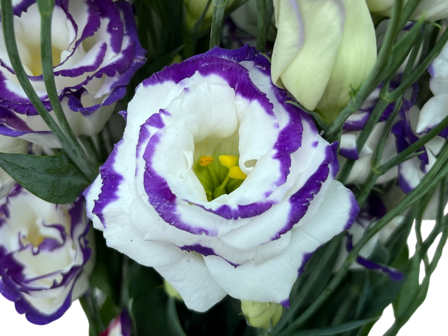 Lisianthus
