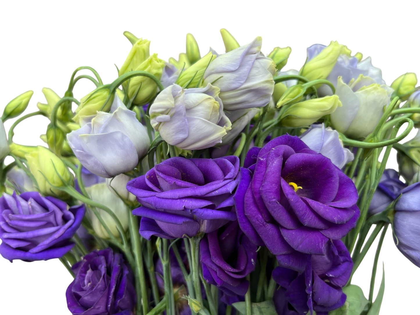 Lisianthus