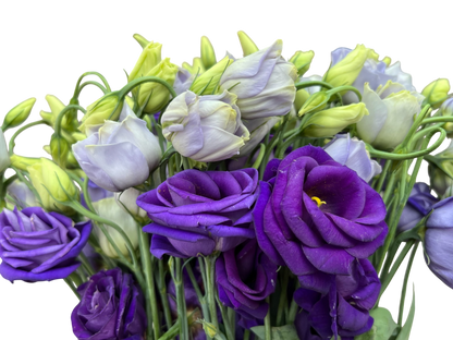 Lisianthus