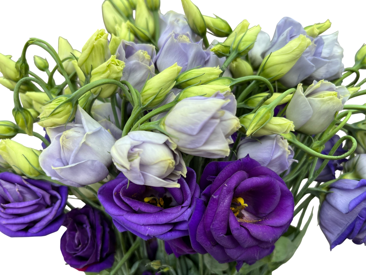 Lisianthus