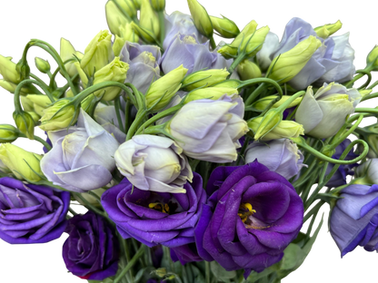 Lisianthus