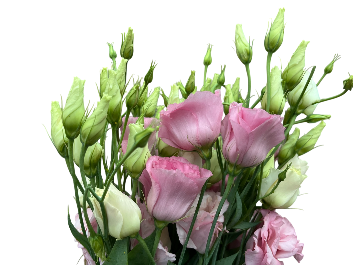 Lisianthus