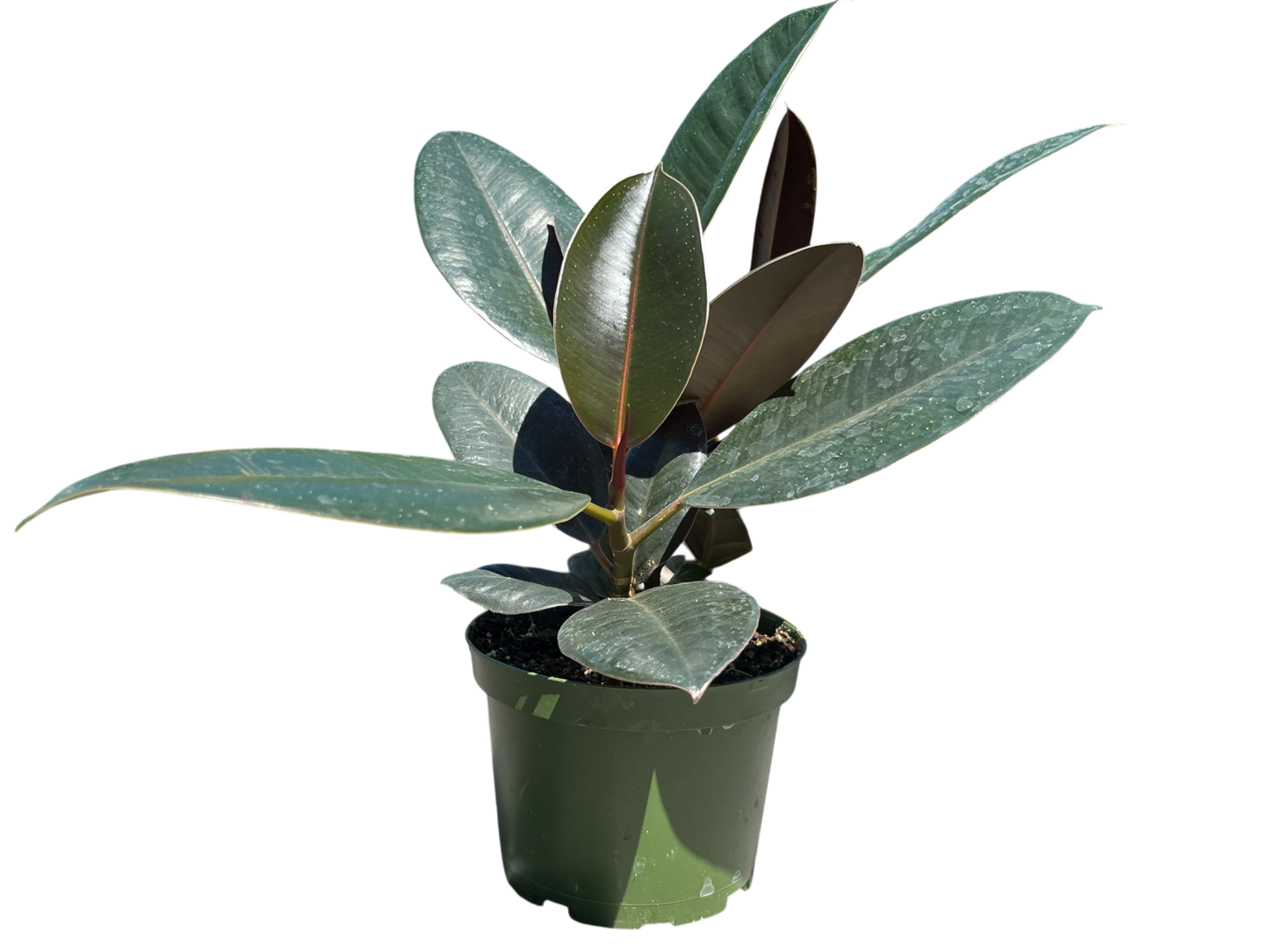 6" Ficus - Elastica-Rubber