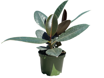 6" Ficus - Elastica-Rubber