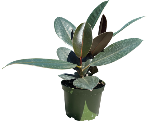6" Ficus - Elastica-Rubber