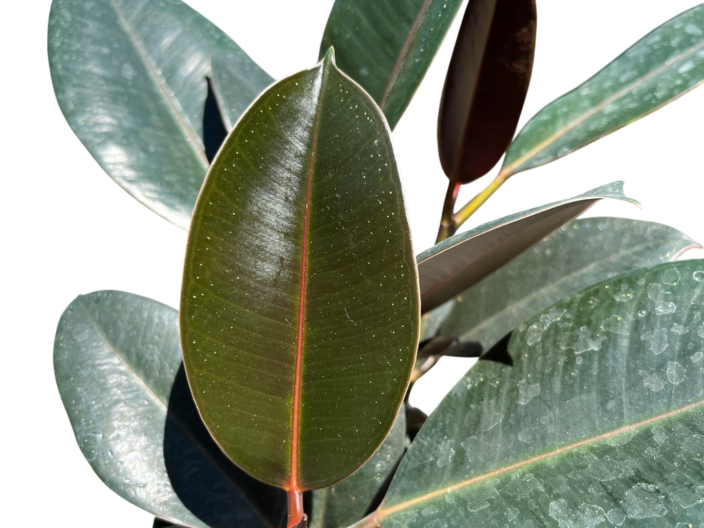 6" Ficus - Elastica-Rubber