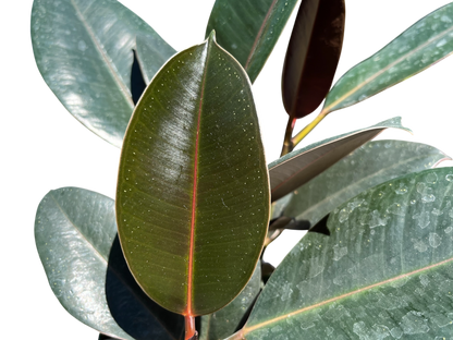 6" Ficus - Elastica-Rubber