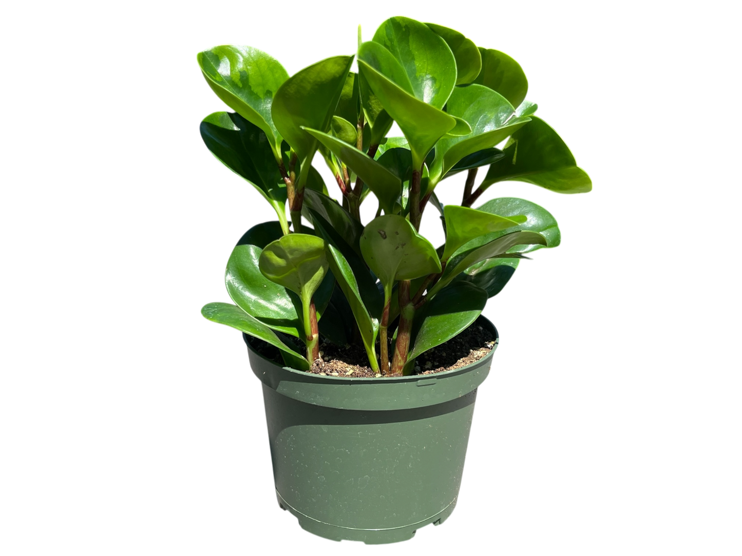 6" Peperomia