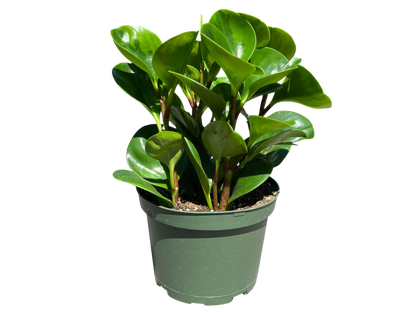 6" Peperomia