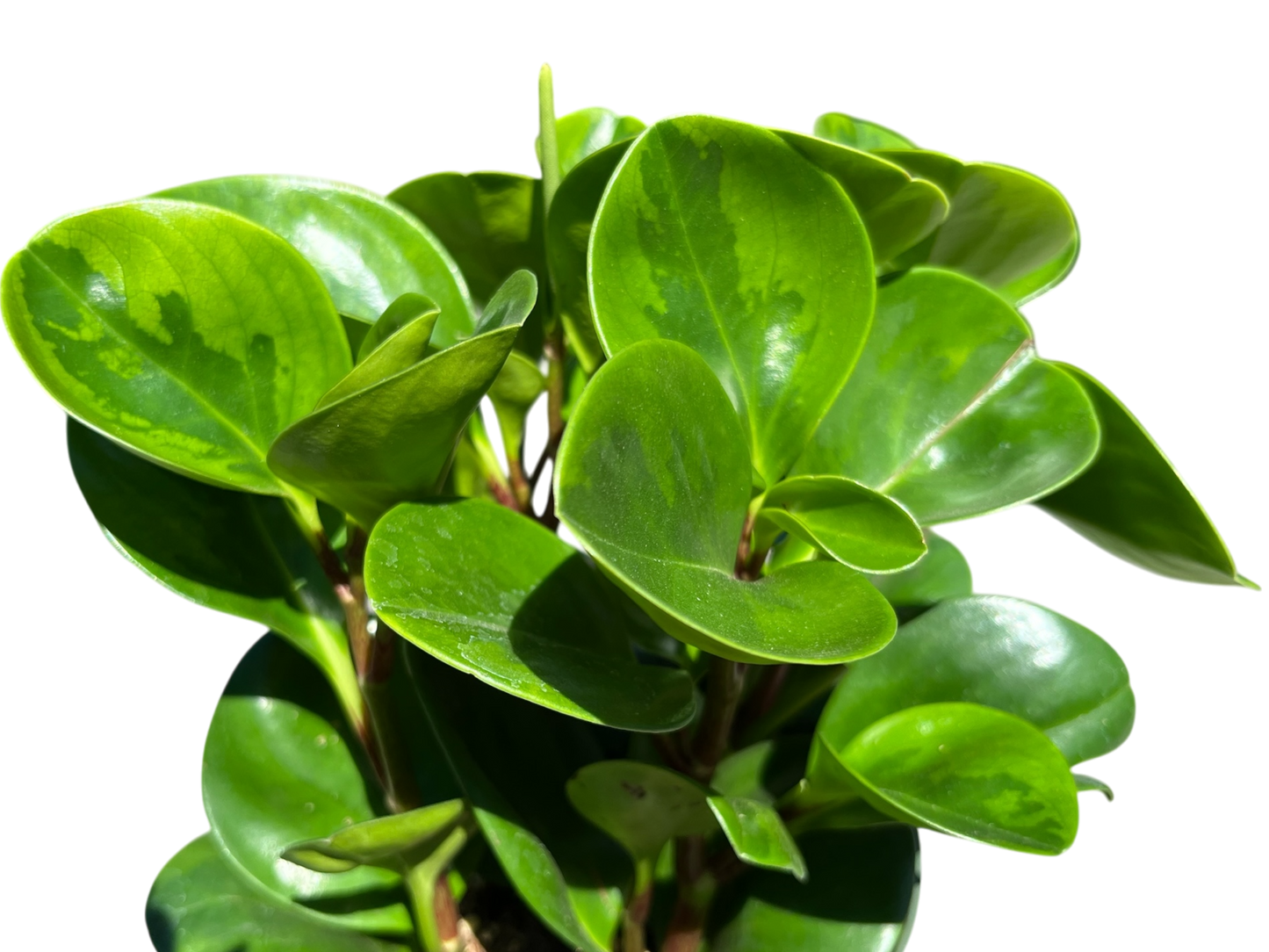 6" Peperomia