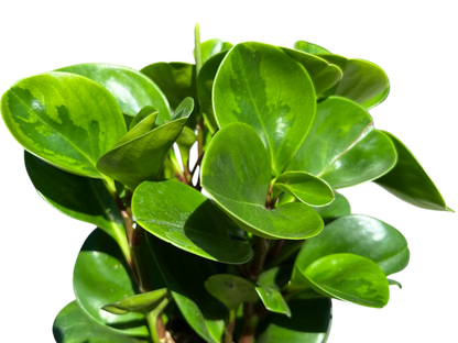 6" Peperomia