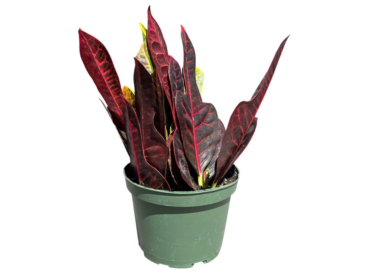 6" Croton - Oak Leaf