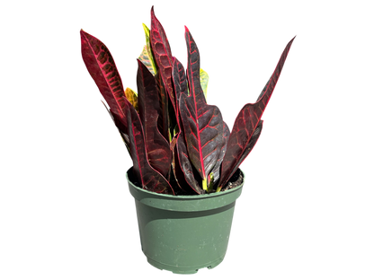 6" Croton - Oak Leaf