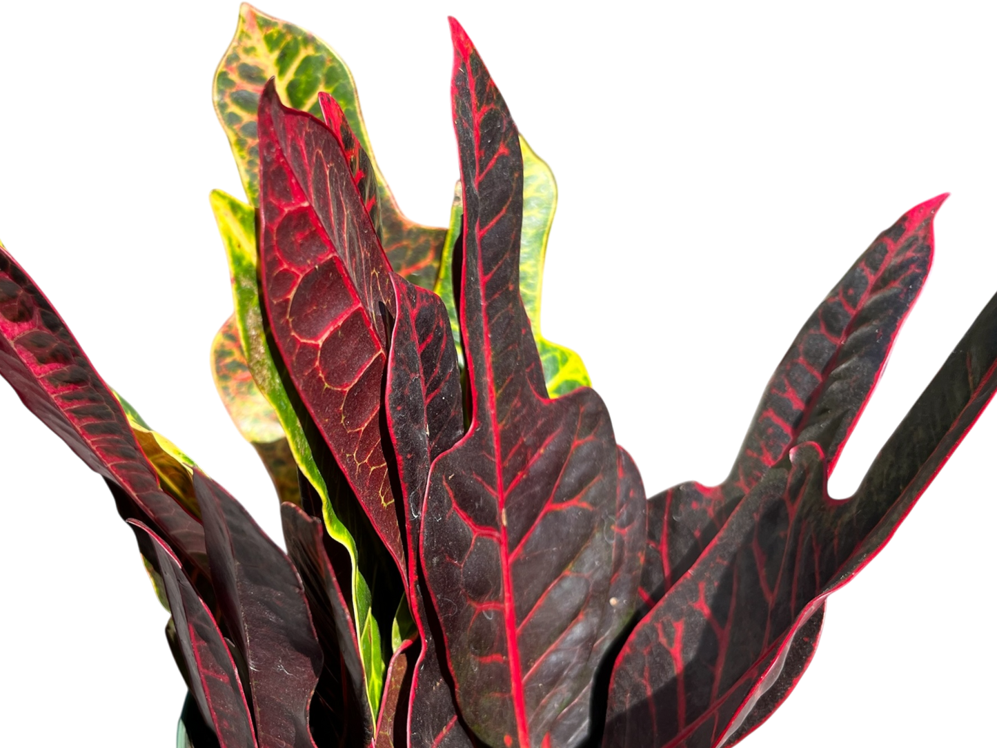 6" Croton - Oak Leaf