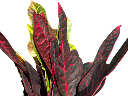 6" Croton - Oak Leaf