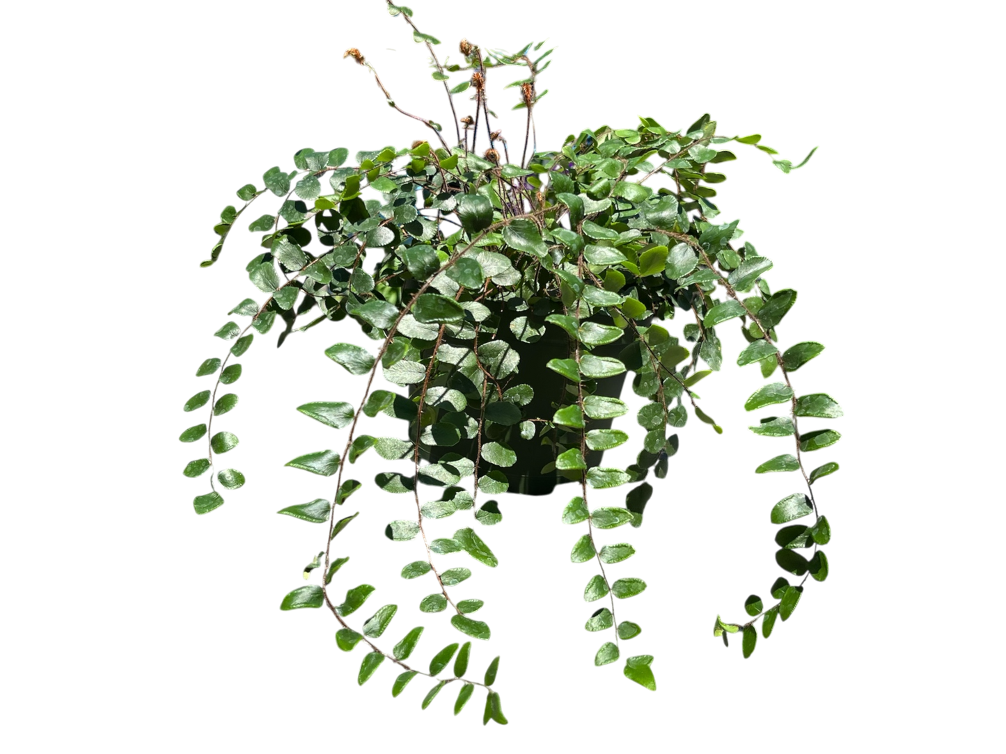 6" Fern - Button