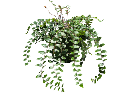6" Fern - Button