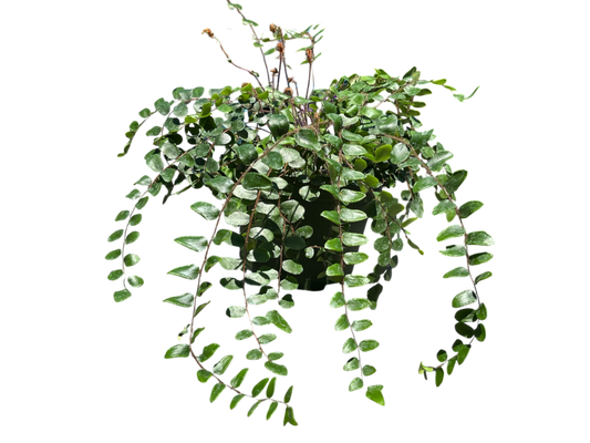 6" Fern - Button
