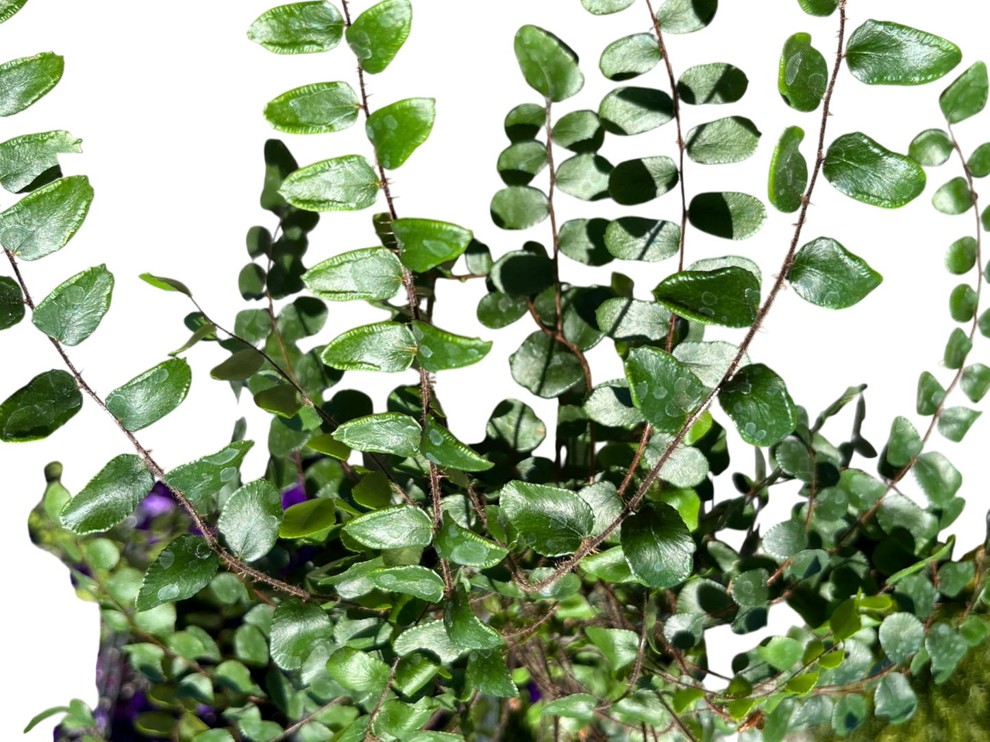 6" Fern - Button