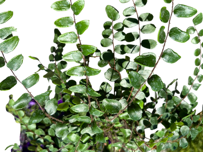 6" Fern - Button
