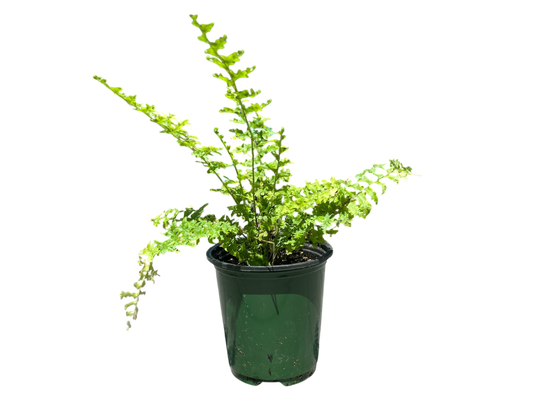 3.5" Fern - Green Fantasy