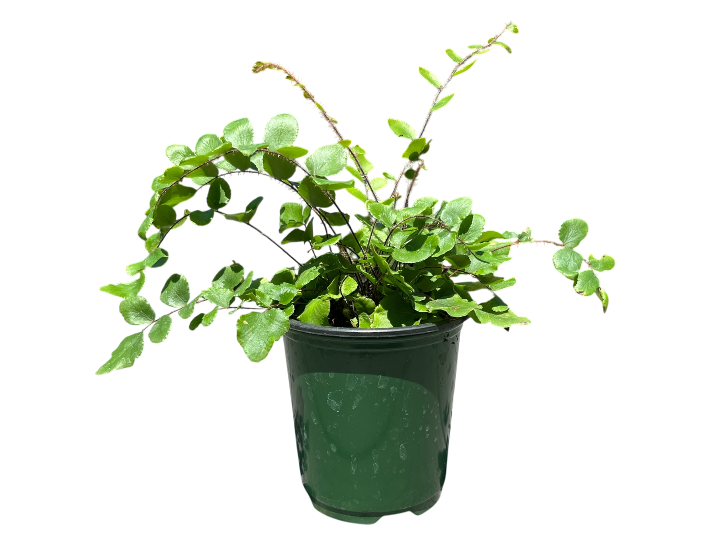 3.5" Fern - Button