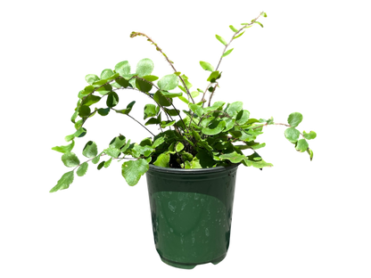 3.5" Fern - Button