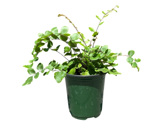 3.5" Fern - Button