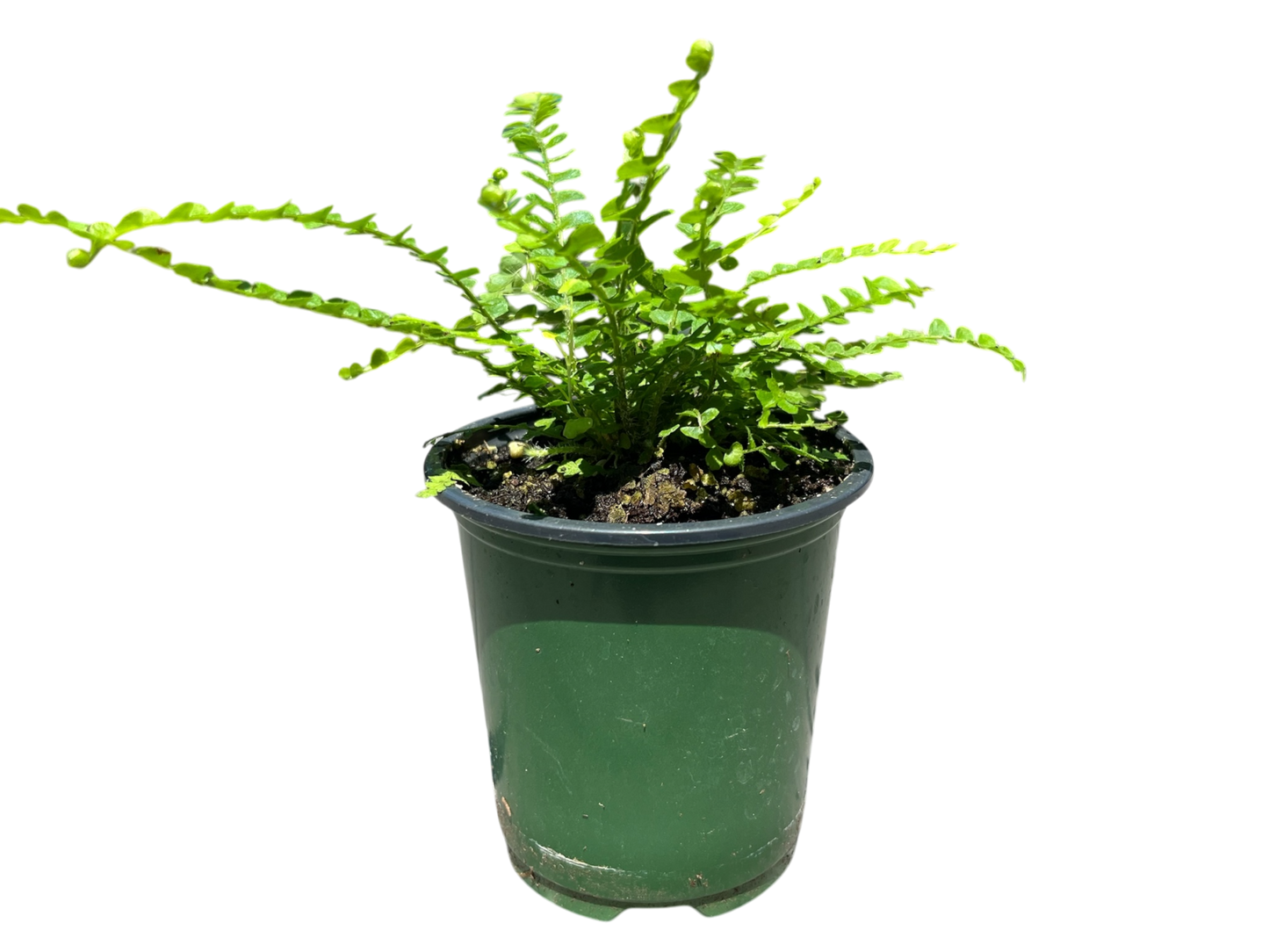 3.5" Fern - Lemon Button Fern