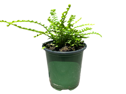 3.5" Fern - Lemon Button Fern