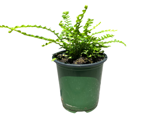 3.5" Fern - Lemon Button Fern