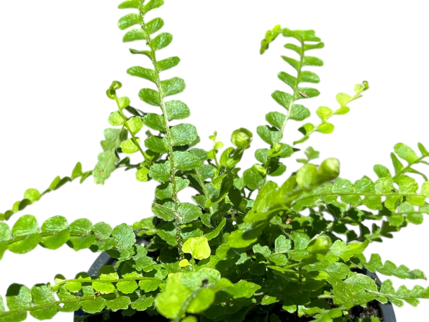 3.5" Fern - Lemon Button Fern