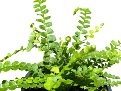 3.5" Fern - Lemon Button Fern