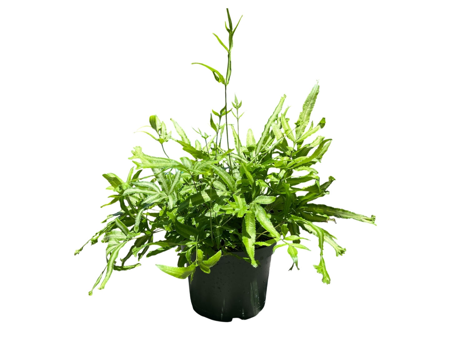 6" Fern - Mayi