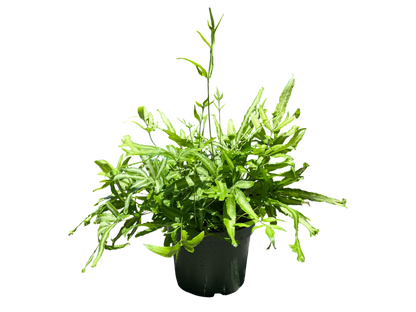 6" Fern - Mayi
