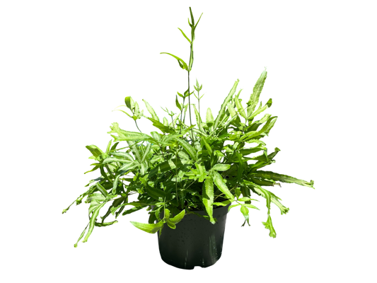 6" Fern - Mayi