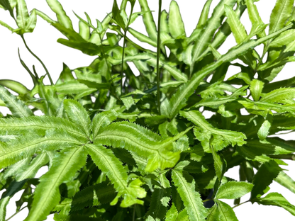 3.5" Fern - Ribbon