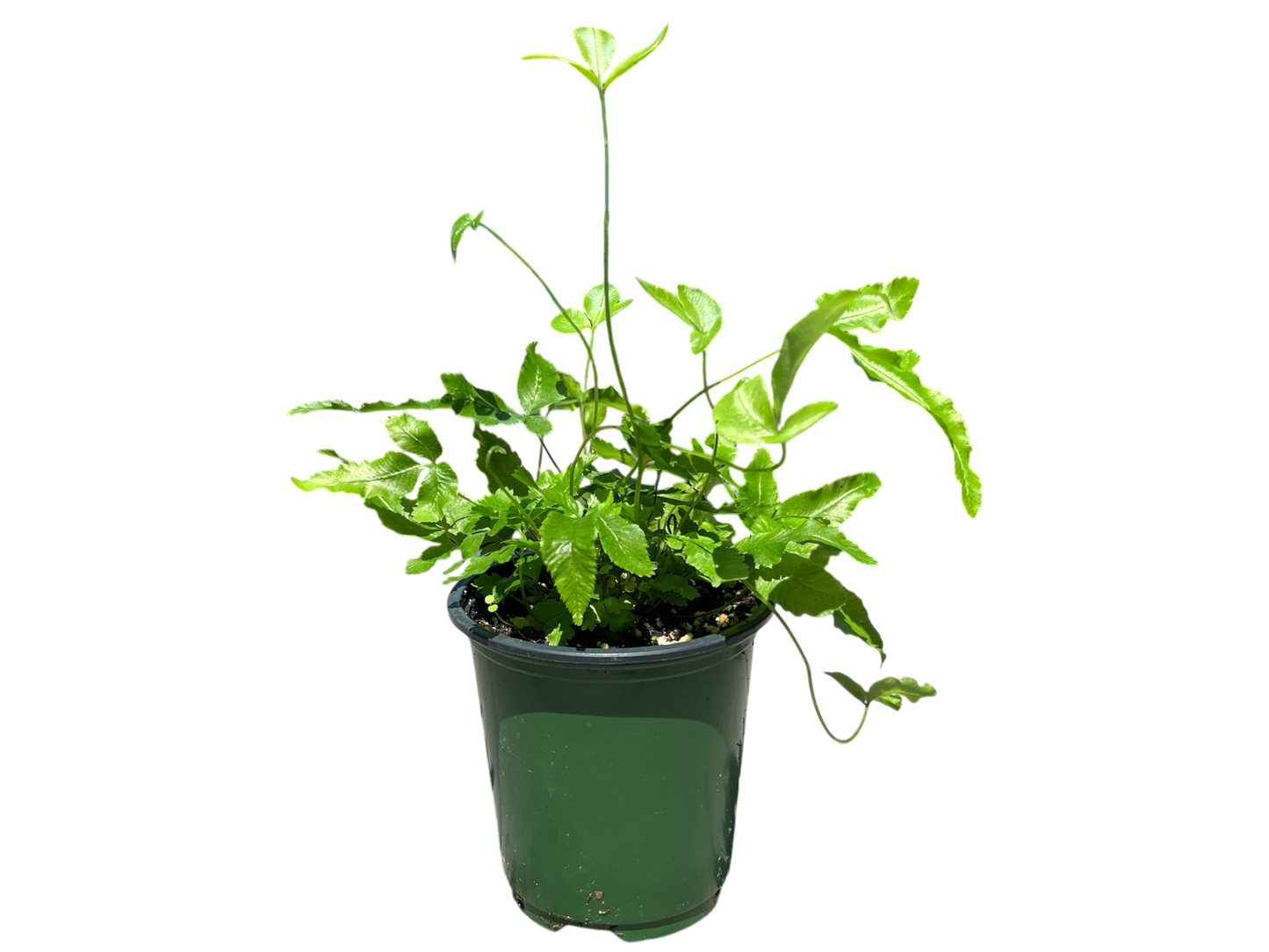 3.5" Fern - Ribbon