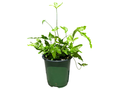 3.5" Fern - Ribbon