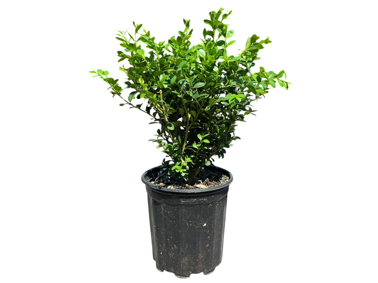 1 Gallon Boxwoods