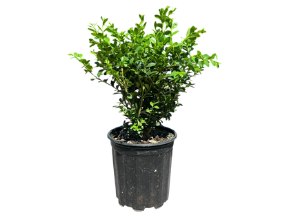 1 Gallon Boxwoods