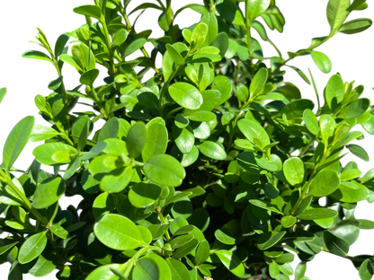 1 Gallon Boxwoods