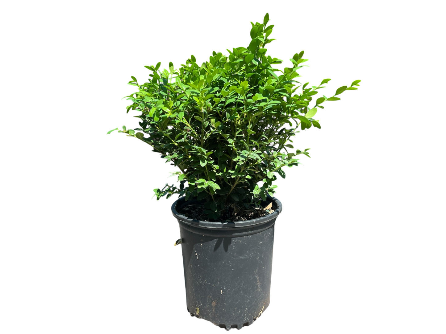 1 Gallon Boxwoods