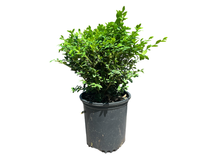 1 Gallon Boxwoods