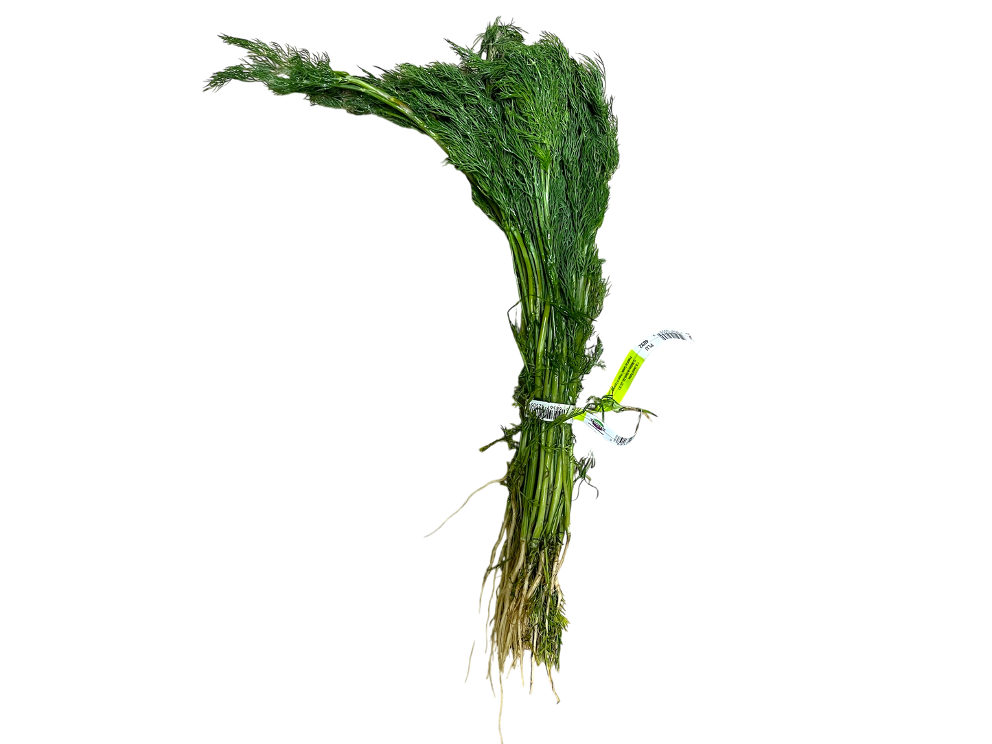 Local Fresh Dillweed