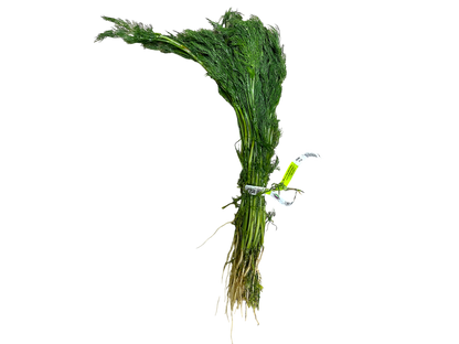 Local Fresh Dillweed