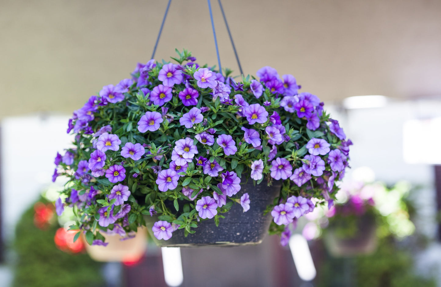 10" Hanging Baskets Solid Colour-POS