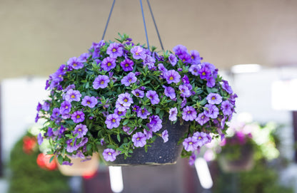 10" Hanging Baskets Solid Colour-POS