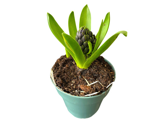 4” Hyacinth Bulbs