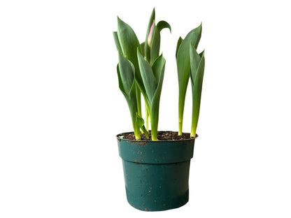 6” Tulip Bulbs